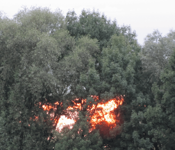 Baum Zwinker.gif