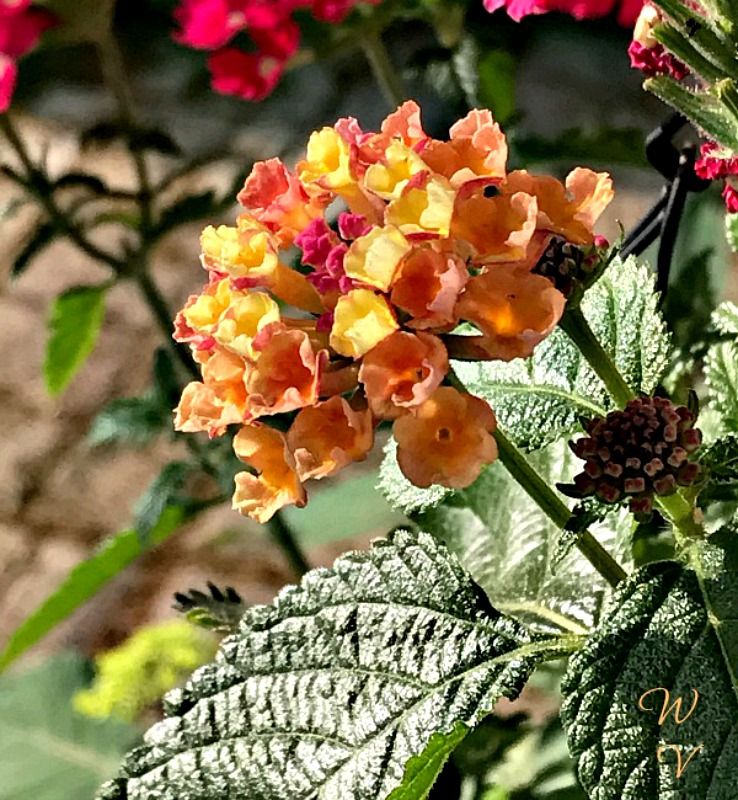 yellowflowrday petals sunscape lantana.jpg