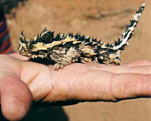 Thorny Devil.JPG