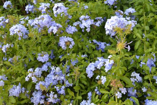 plumbago.jpg