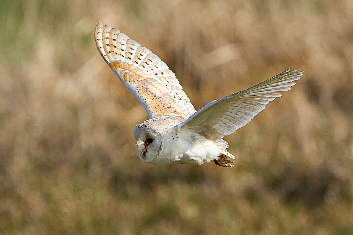 Barn Owl_9790.jpg