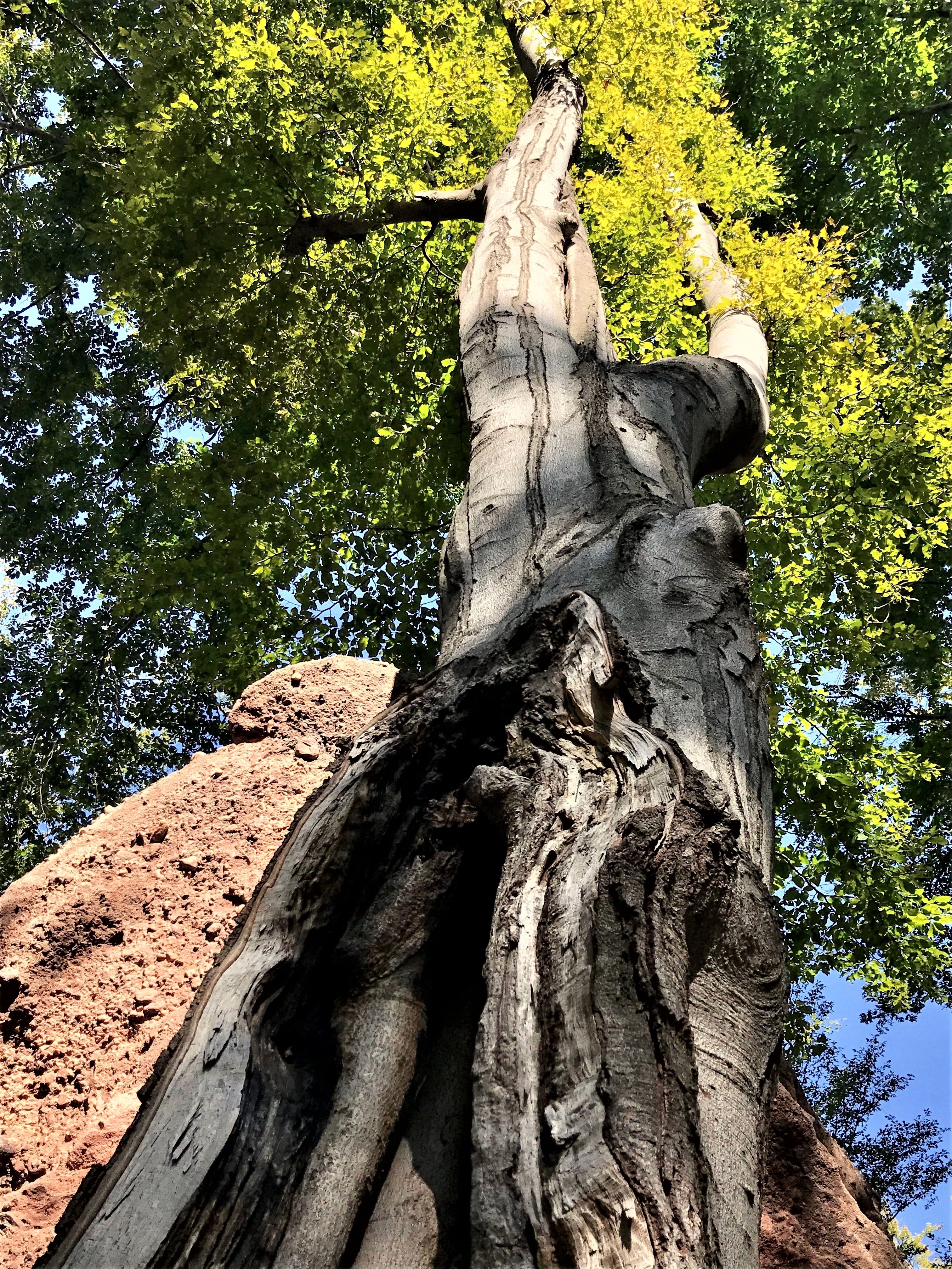 Belogradchik Trees 12.jpg