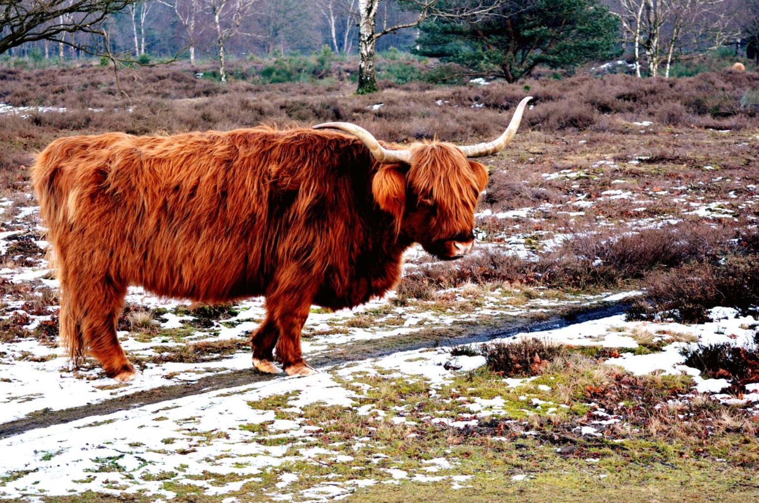 highland cow.JPG