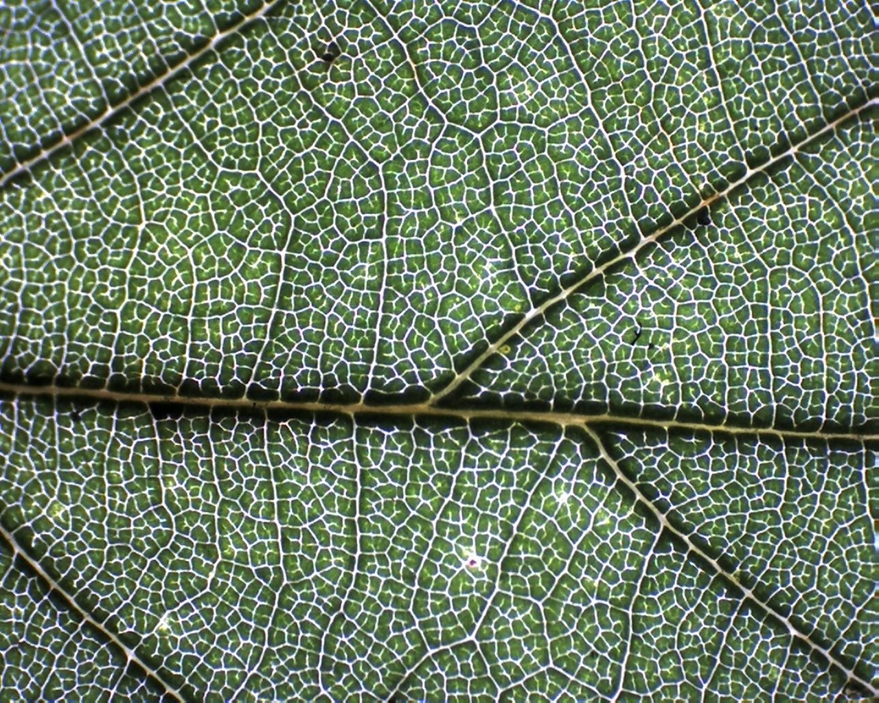 Chinkapin Oak Leaf 2.jpg