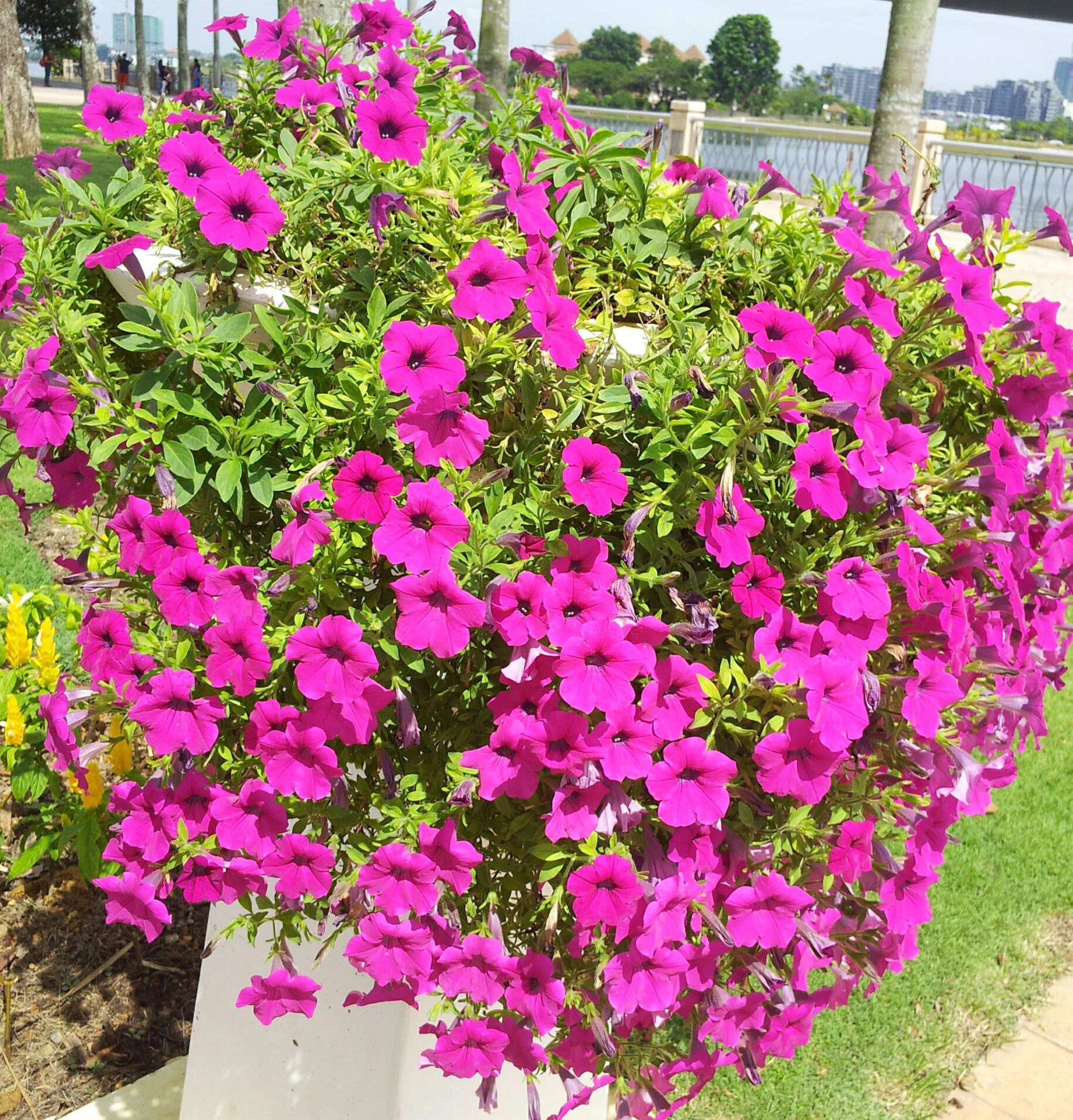 ipomoea cairica (2).jpg