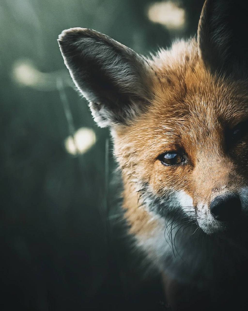 Curious fox.jpg