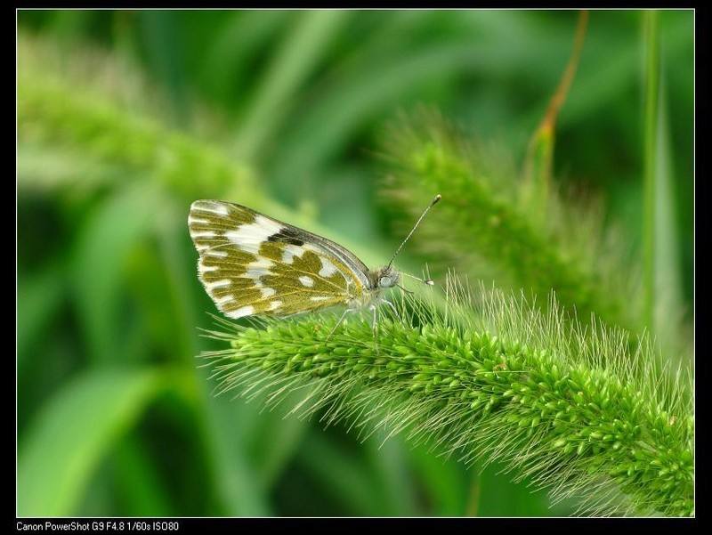 花蝴蝶与狗尾花 Butterfly and Dog's-tail