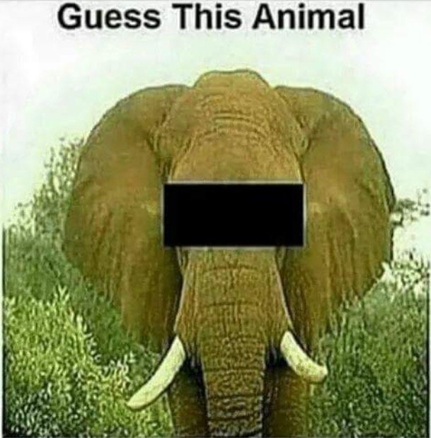 Can you guess this animal? — Steemit