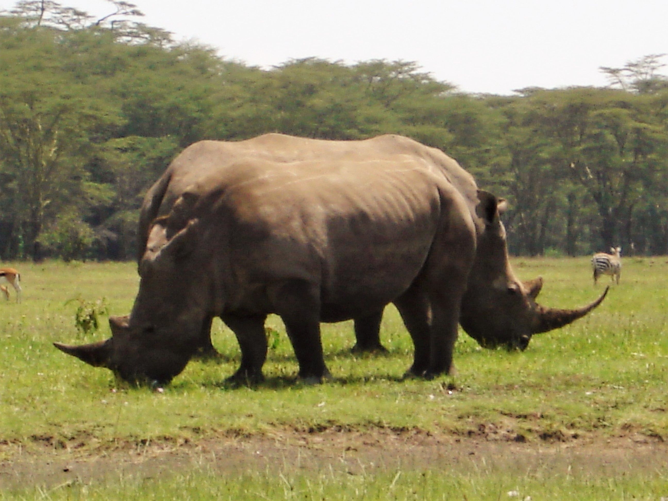 AMBOSELI JUNE 2006 027.jpg