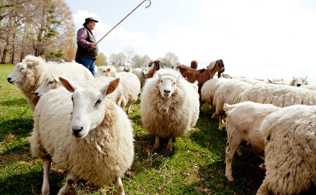 Sheep-Farming-Business-in-India.jpg