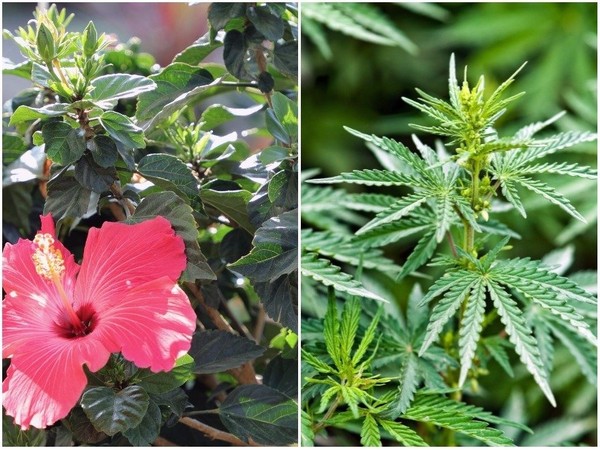 hibiscus vs weed.jpg
