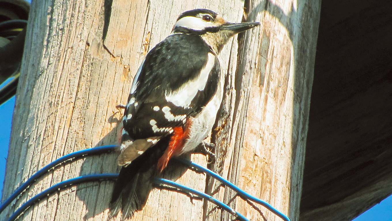 woodpecker