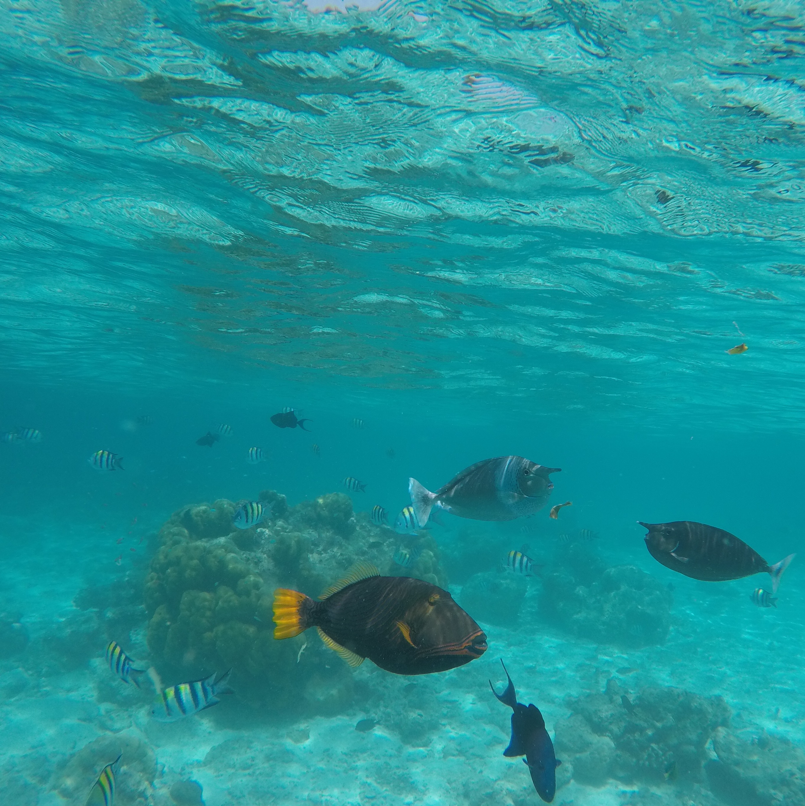 Snorkling With Pikachu Fish Moofushi 1 Steemit