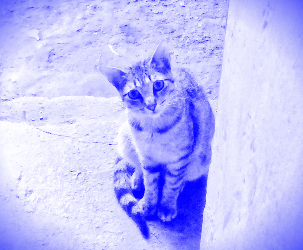 gato azul by michelcamacaro.jpg