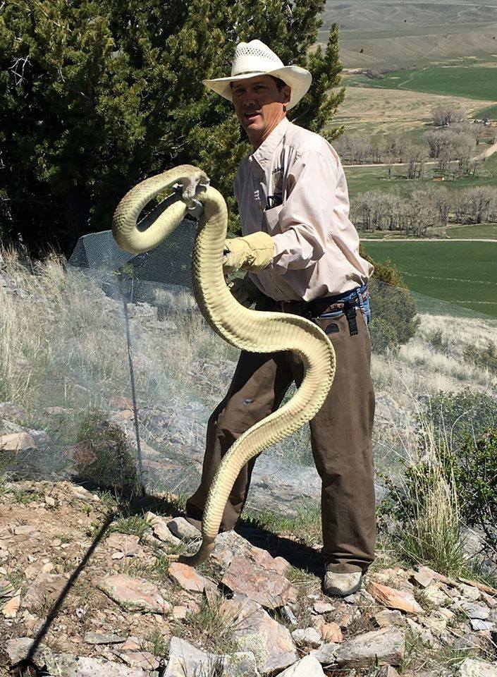 rattlesnake.jpg