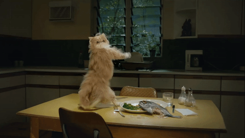 Top funny cats Gifs of the day by @aaaahhhh Laugh for life :) — Steemit