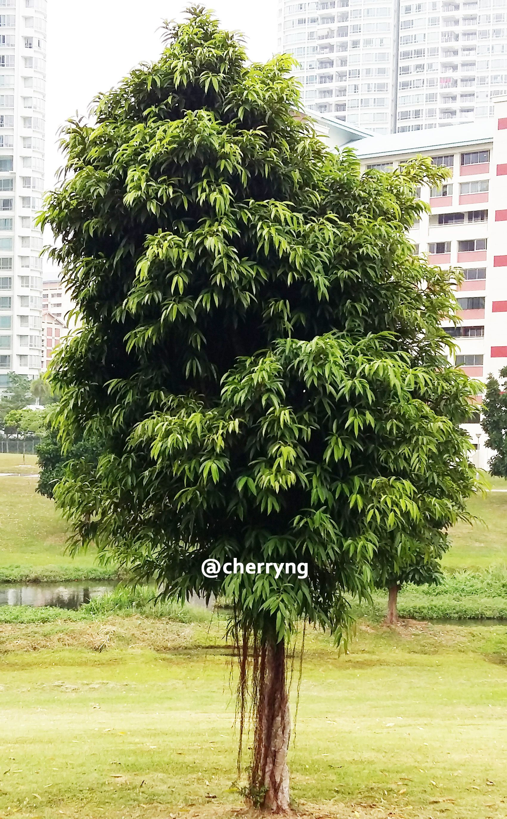 ficus celebensis.jpg