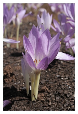 colchicum_byzantinum.jpg