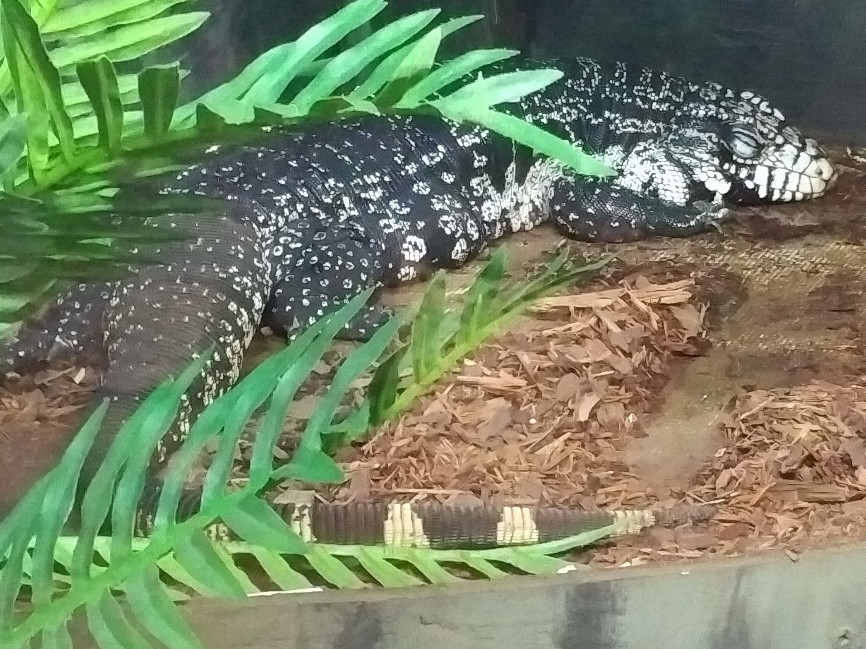 Argentinian Black&White Tegu.jpg