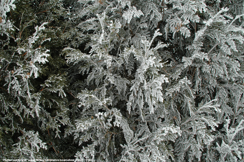 Frosty Pine Branches-001-111716.jpg