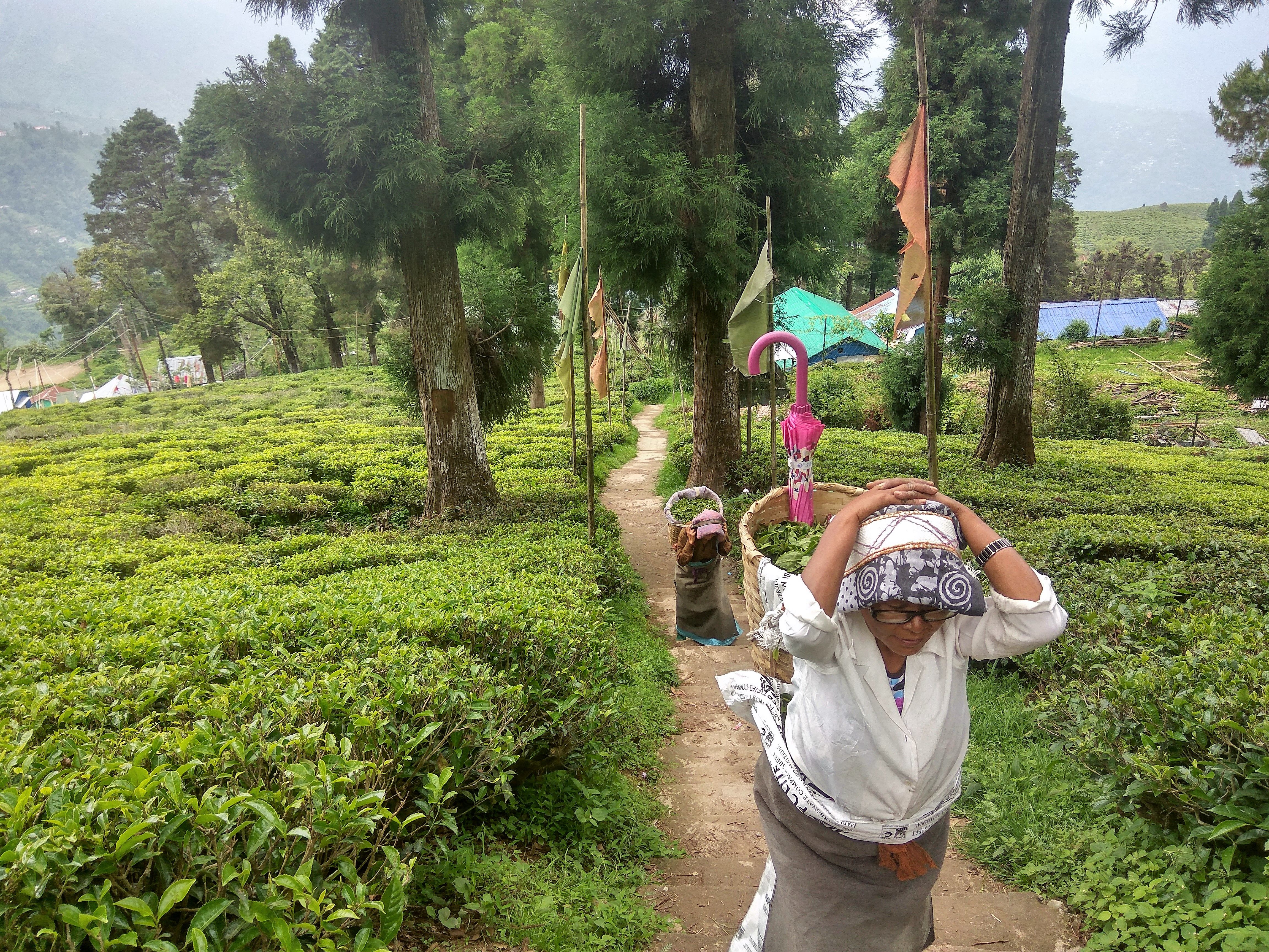 tea garden workers1.jpg