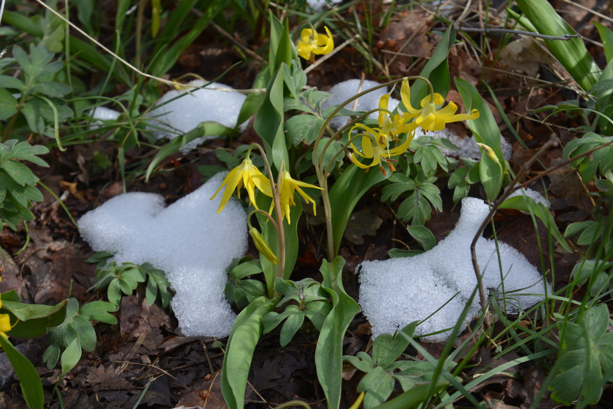 yellow_flower_snow_2.jpg