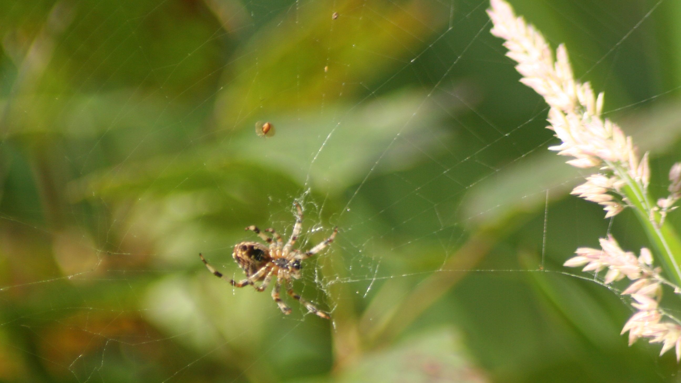 spider-grass.JPG