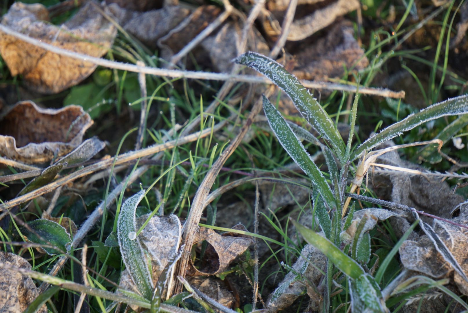 DSC08541.JPG