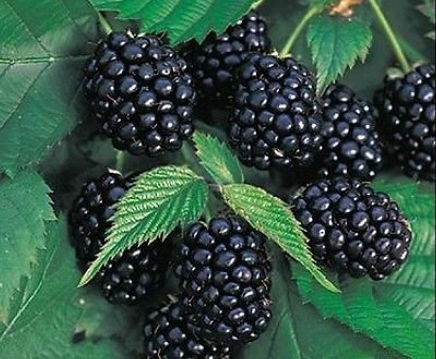 blackberry-chester-thornless-rubus-fruticosa.jpg