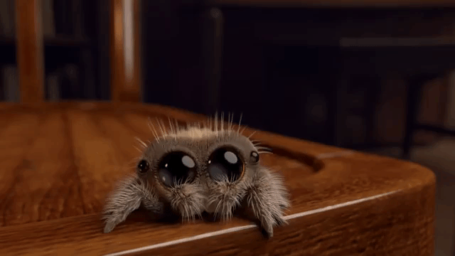 adorable-animated-short-about-a-cute-little-spider-named-lucas.gif