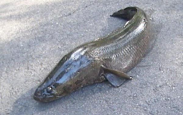 zsnakehead2.jpg