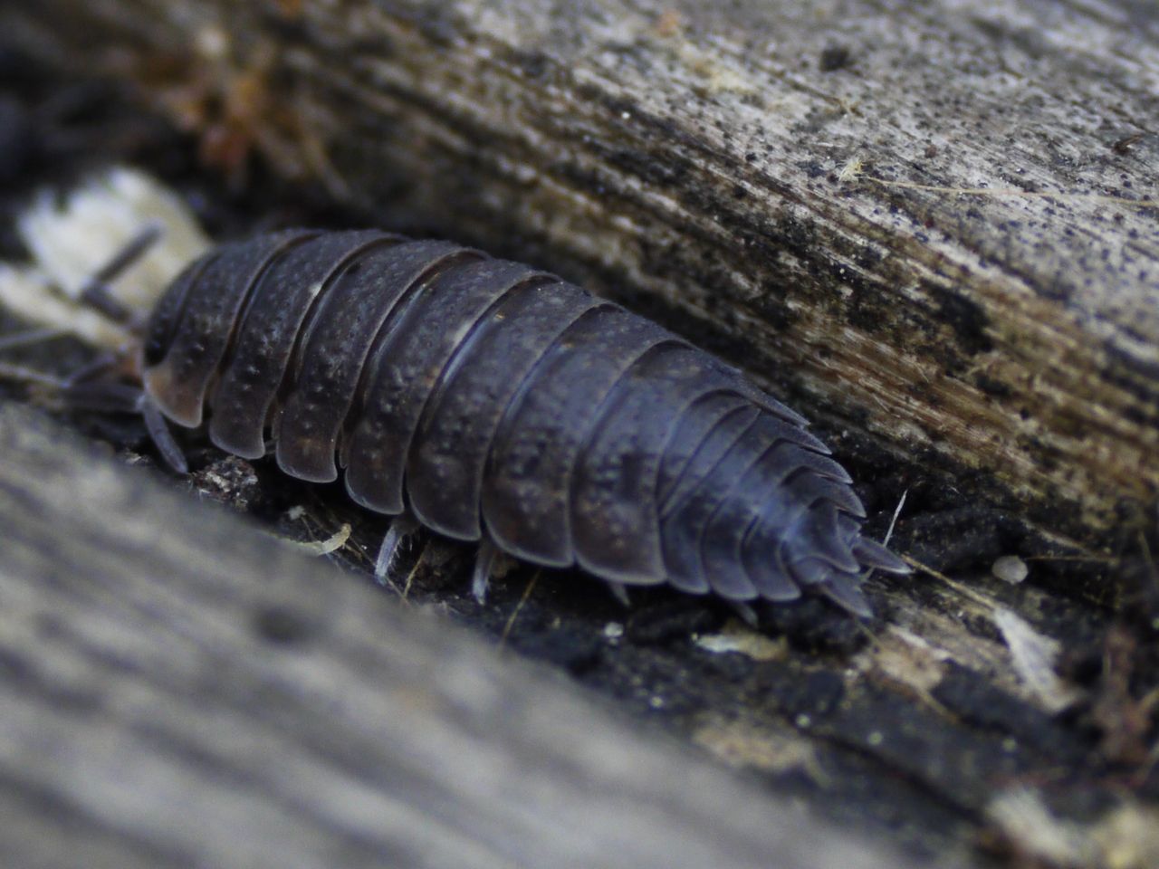 10802511514 - a woodlouse in its favourite place amongst the.jpg