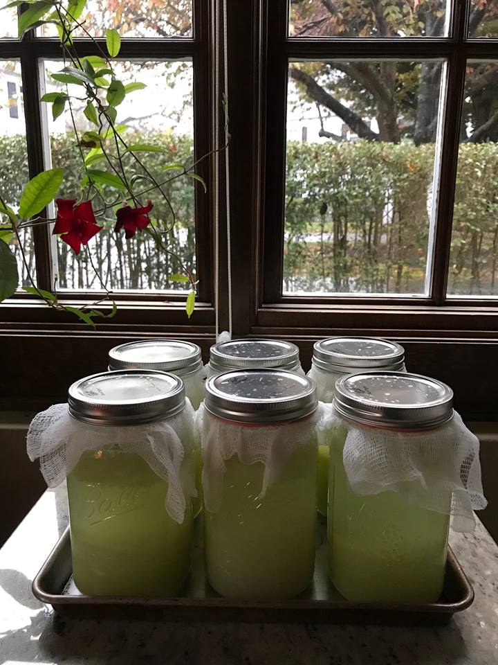 fermented cabbage juice