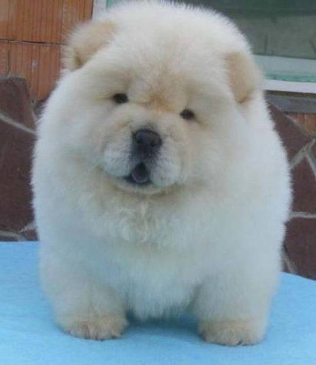 EMGN-Dogs-Cross-Breeds-Cute-Awesome-3 (1).jpg