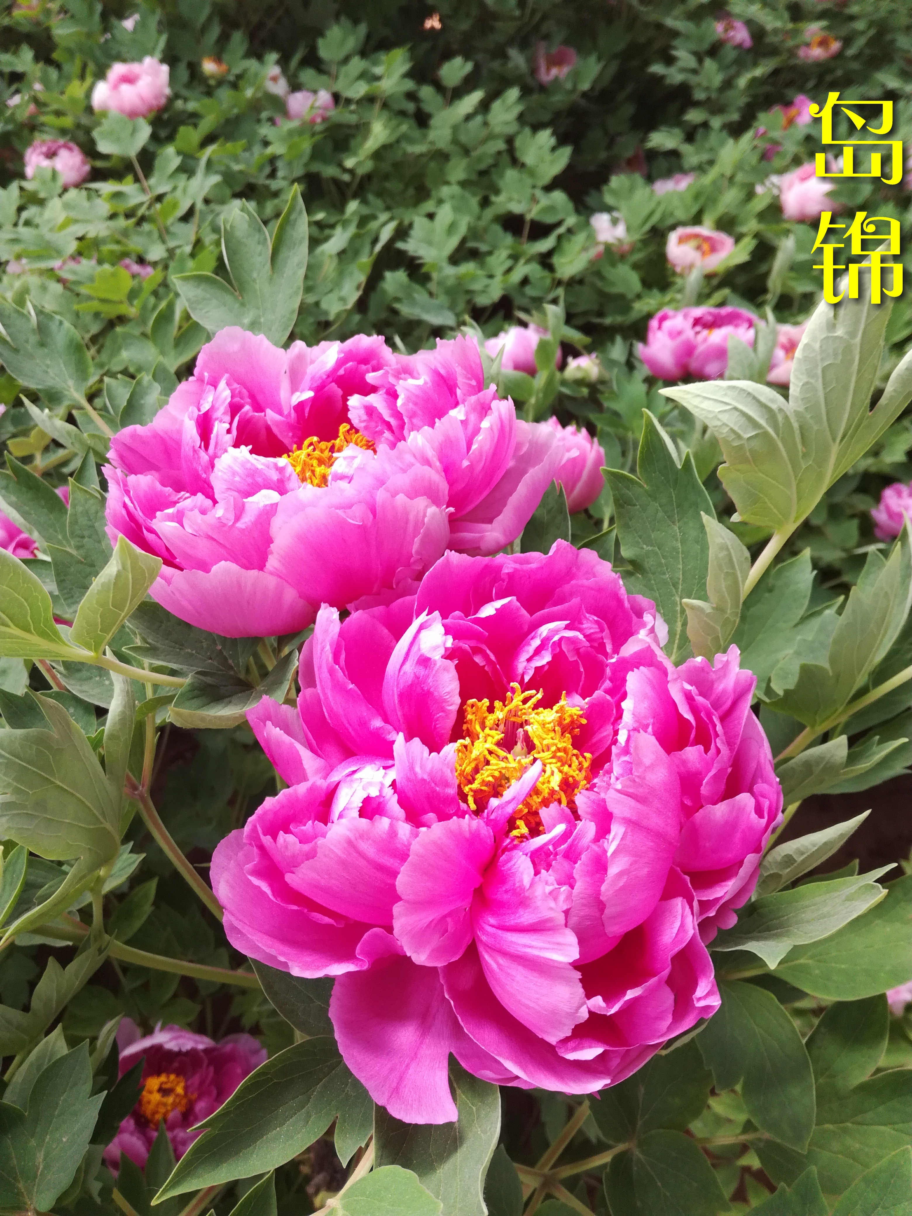 Different types of Moutan Peony II --- 牡丹之【胡红】【群岛】【花