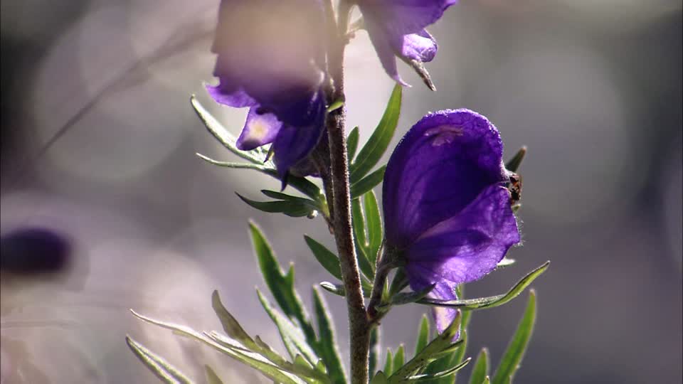 887416055-セイヨウトリカブト-紫-虫-花.jpg