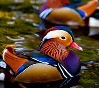 06-AK-Columns-Sci-Tech-Kids-Mandarin-Duck-A-Male-Mandarin-Duck.jpg