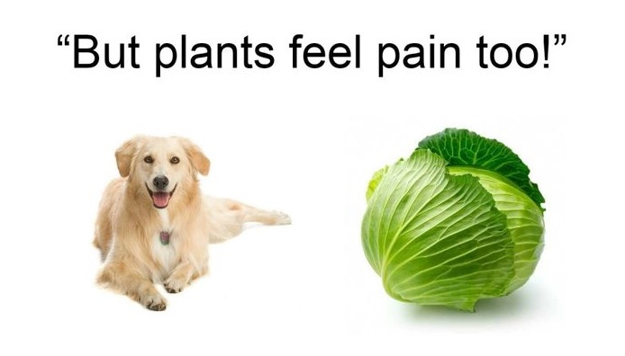 plantsthough.jpg