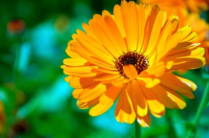 calendula2.jpg