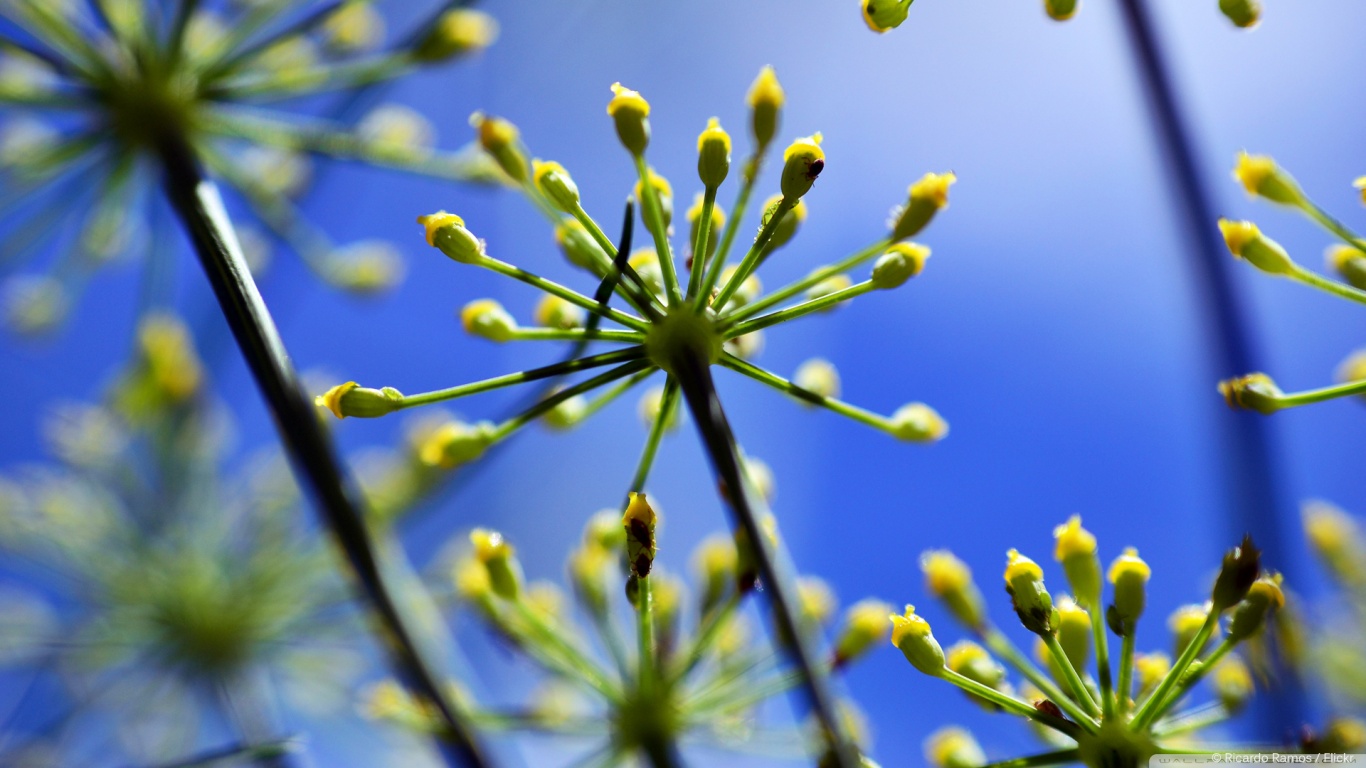 fennel_1-wallpaper-1366x768.jpg
