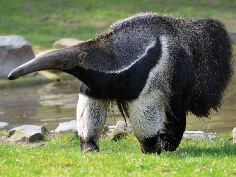 anteater_real_large.jpg