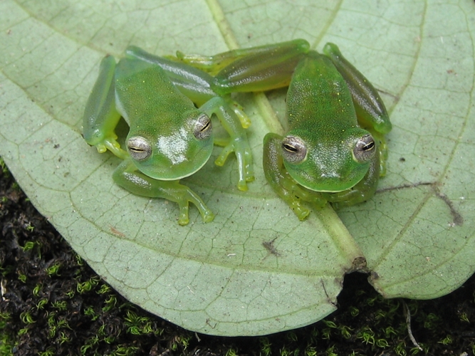 Post_1_ranas de cristal_Javier Valera.jpeg