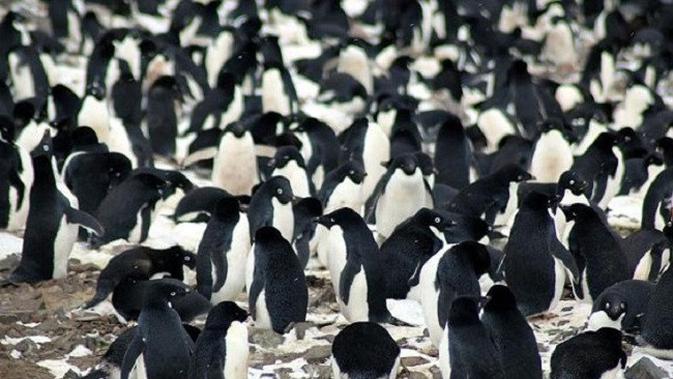 060662900_1520078842-penguin_di_Antartika_timur_2.jpg