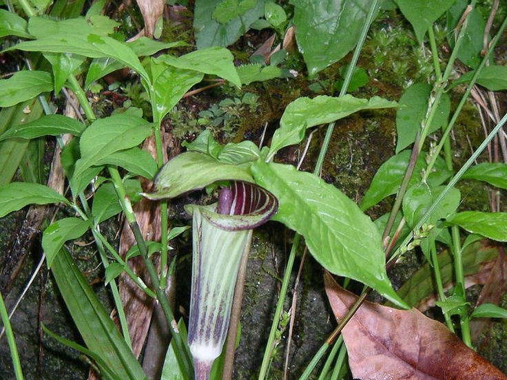 Jack in the Pulpit.jpg