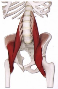 Psoas-Muskeln