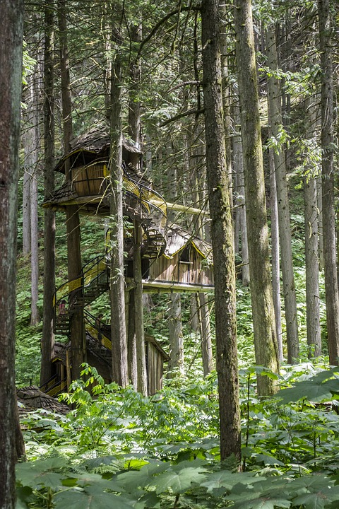 tree house.jpg