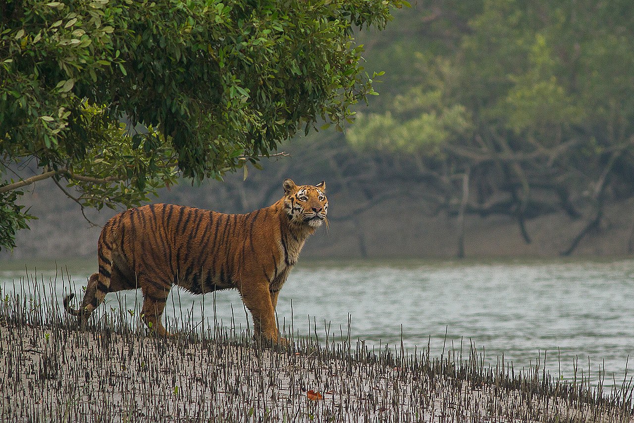 1280px-Sundarban_Tiger.jpg