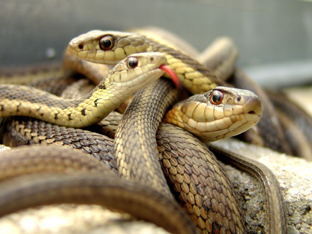 snakes-gazabhindi-1024x768.jpg