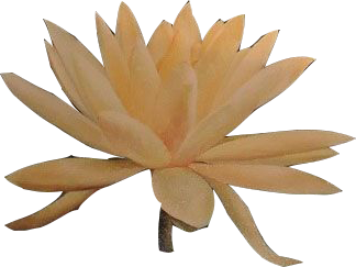 lotus.png