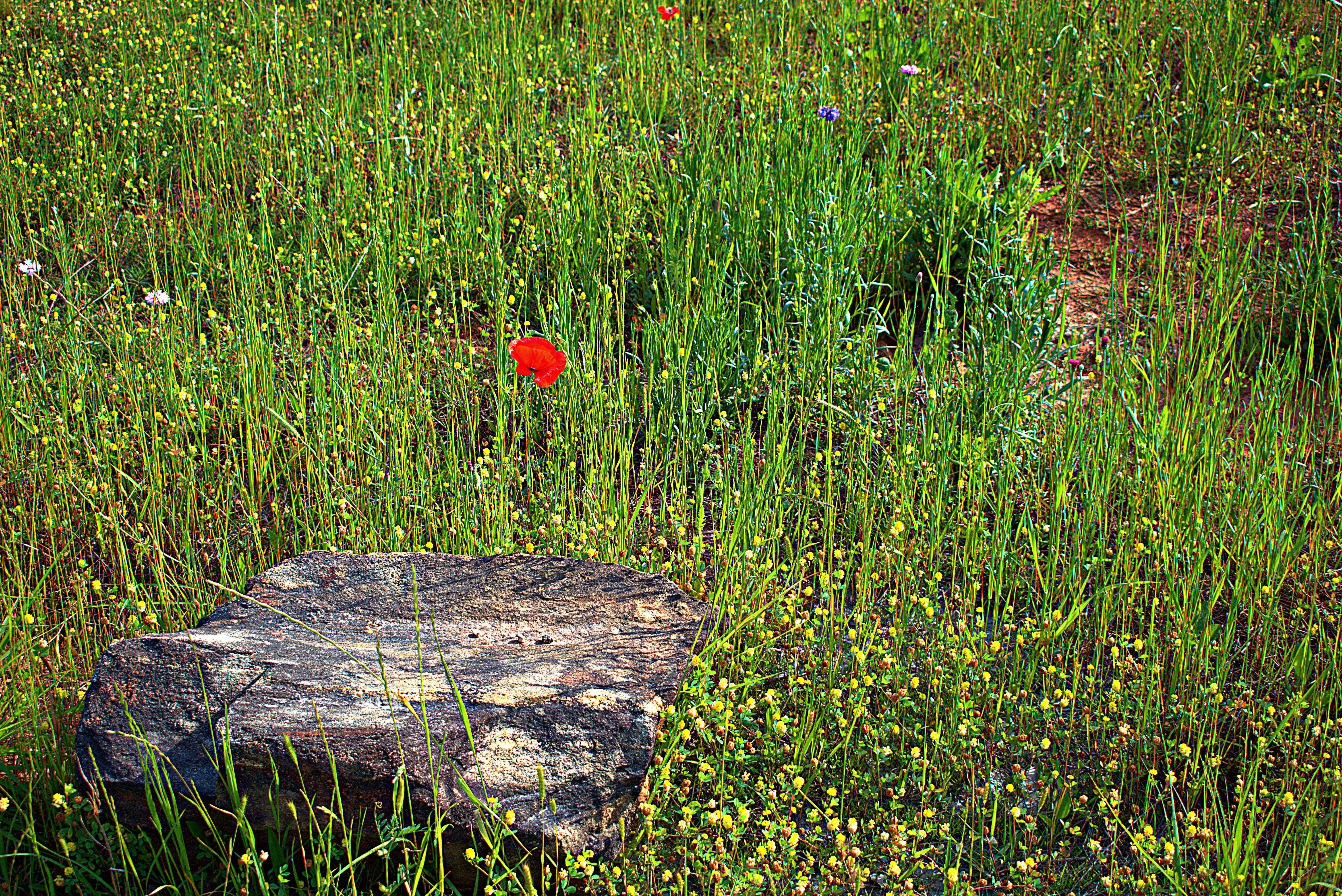 Wildflowers landscape.png